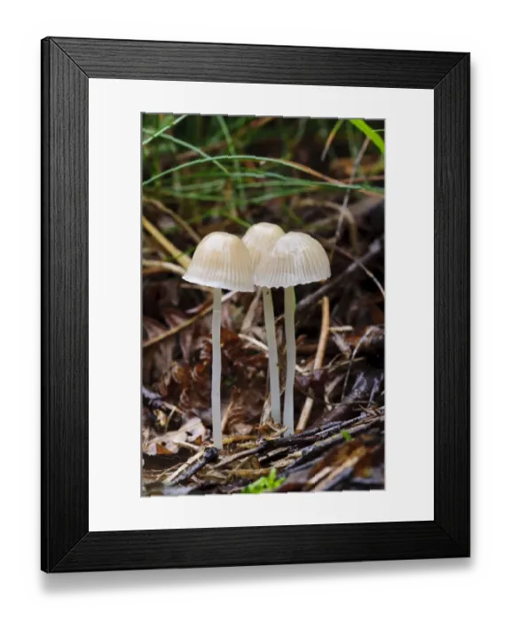 Framed Print : Yellowleg Bonnet (Mycena epipterygia) three fruiting bodies, growing amongst leaf litter, Clumber Park Framed Print : Yellowleg Bonnet (Mycena epipterygia) three fruiting bodies, growing amongst leaf litter, Clumber Park