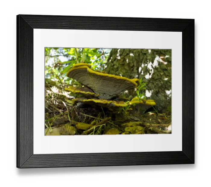 Framed Print : Dyers Mazegill (Phaeolus schweinitzii) fruiting bodies, growing under spruce tree, Powys, Wales, August Framed Print : Dyers Mazegill (Phaeolus schweinitzii) fruiting bodies, growing under spruce tree, Powys, Wales, August