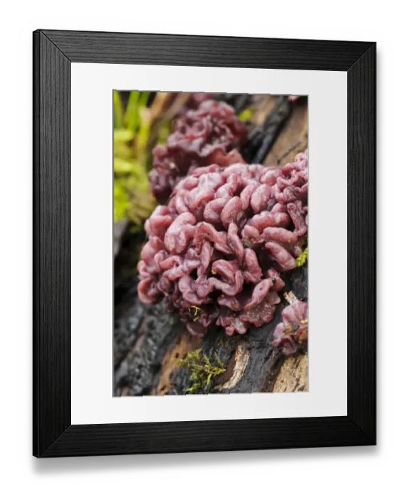 Framed Print : Purple Jellydisc (Ascocoryne sarcoides) fruiting bodies, growing on dead tree at riverbank, River Ribble, Stainforth Framed Print : Purple Jellydisc (Ascocoryne sarcoides) fruiting bodies, growing on dead tree at riverbank, River Ribble, Stainforth
