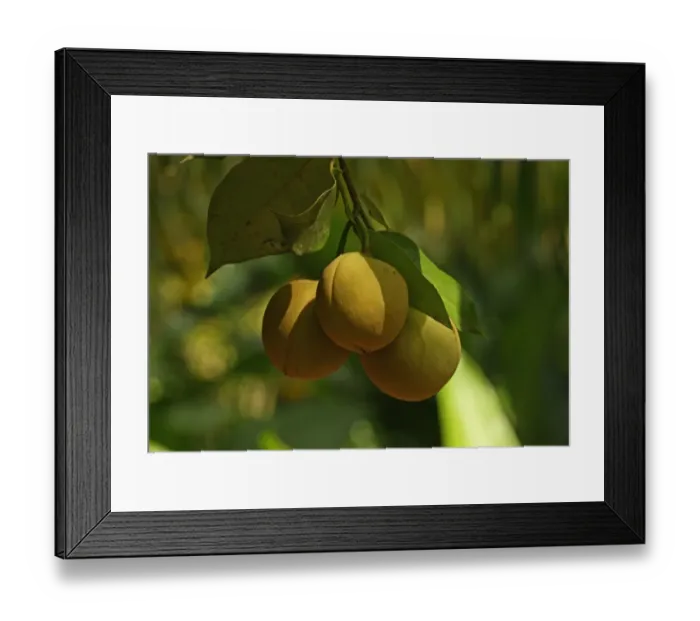 Framed Print : Golden Apple (Spondias dulcis) close-up of fruit, growing on tree, Fond Doux Plantation, St