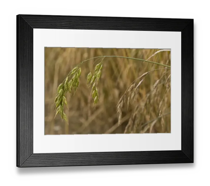 Framed Print : Rye Brome (Bromus secalinus) close-up of flowerheads, growing in arable field, Ranscombe Farm Nature Reserve, Kent