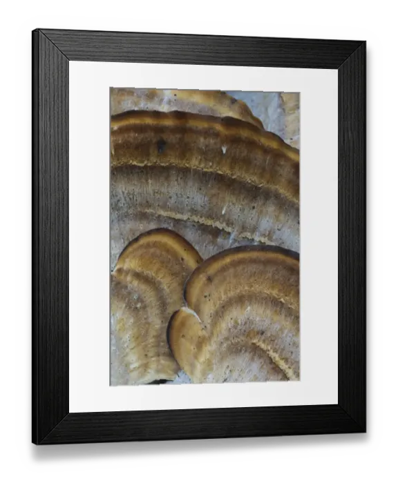 Framed Print : Giant Polypore (Meripilus giganteus) close-up of fruiting bodies, Clumber Park, Nottinghamshire, England, October Framed Print : Giant Polypore (Meripilus giganteus) close-up of fruiting bodies, Clumber Park, Nottinghamshire, England, October