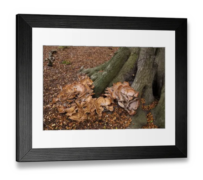 Framed Print : Giant Polypore (Meripilus giganteus) fruiting bodies, large cluster growing at base of mature Common Beech Framed Print : Giant Polypore (Meripilus giganteus) fruiting bodies, large cluster growing at base of mature Common Beech