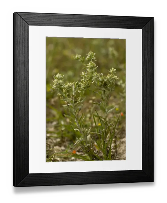 Framed Print : Broad-leaved Cudweed (Filago pyramidata) flowering, growing in arable field, Ranscombe Farm Nature Reserve, Kent