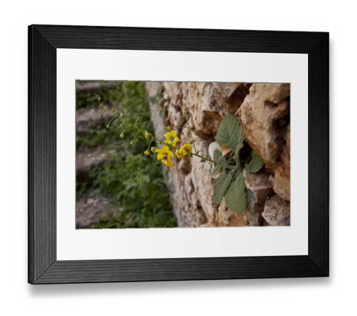 Framed Print : Cretan Mullein (Verbascum arcturus) flowering, growing on wall of Catholic monastery, Akrotiri, Crete, Greece, April Framed Print : Cretan Mullein (Verbascum arcturus) flowering, growing on wall of Catholic monastery, Akrotiri, Crete, Greece, April