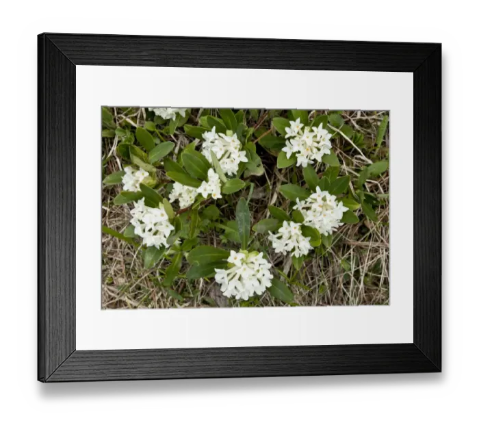 Framed Print : Balkan Daphne (Daphne blagayana) flowering, Pindos Mountains, Northern Greece, May Framed Print : Balkan Daphne (Daphne blagayana) flowering, Pindos Mountains, Northern Greece, May