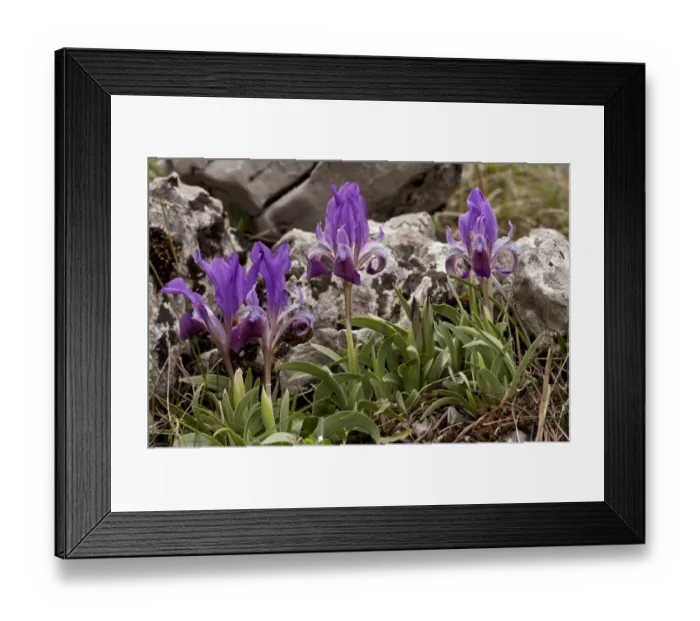 Framed Print : Dwarf Bearded Iris (Iris attica) flowering, Mount Parnassus, Greece, April Framed Print : Dwarf Bearded Iris (Iris attica) flowering, Mount Parnassus, Greece, April