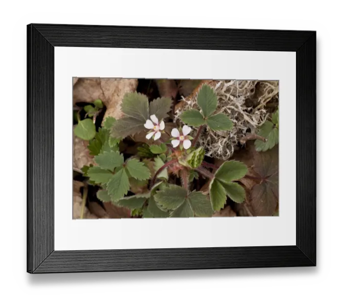 Framed Print : Pink Barren Strawberry (Potentilla micrantha) flowering, growing in woodland, Northern Greece, April Framed Print : Pink Barren Strawberry (Potentilla micrantha) flowering, growing in woodland, Northern Greece, April