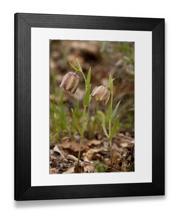 Framed Print : Greek Fritillary (Fritillaria thessala ssp. ionica) flowering, Bourazani Woods, Northwest Greece, April