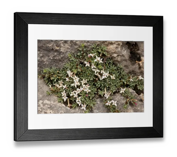 Framed Print : Jasmine Daphne (Daphne jasminea) flowering, growing on limestone rocks, Delphi, Greece, April