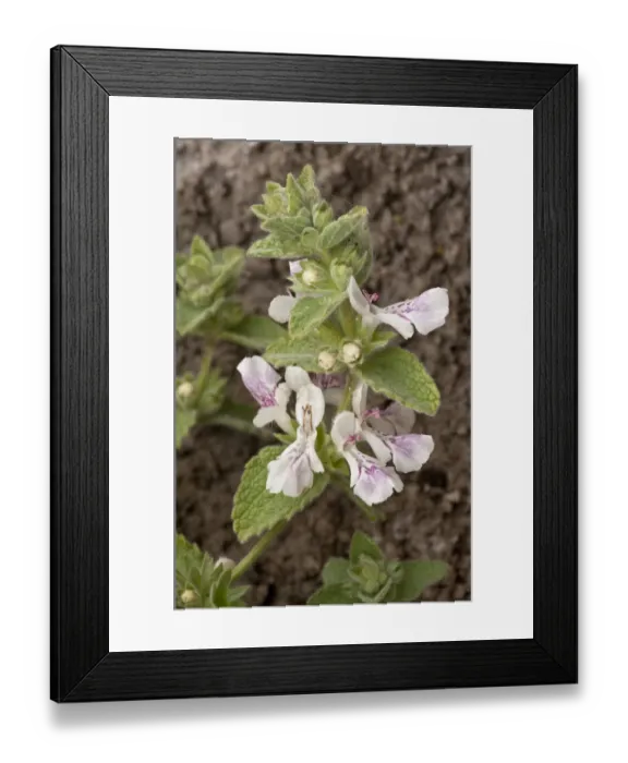 Framed Print : Woundwort (Stachys swainsonii) flowering, growing on limestone, Delphi, Greece, April Framed Print : Woundwort (Stachys swainsonii) flowering, growing on limestone, Delphi, Greece, April