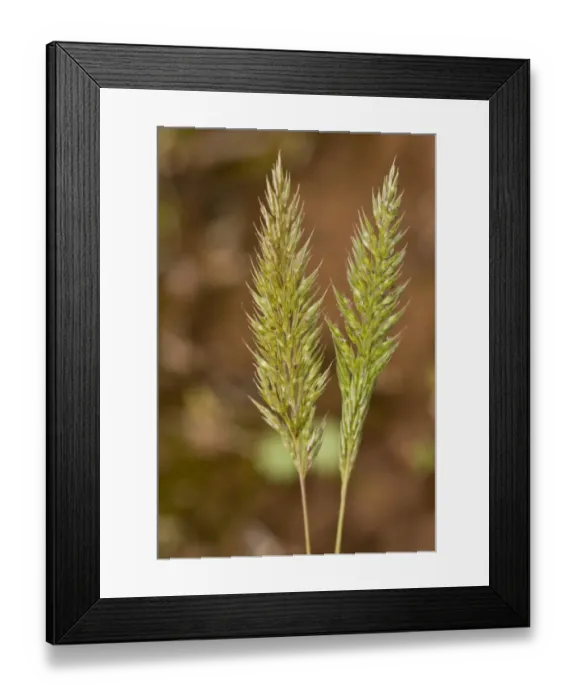 Framed Print : Nit-grass (Gastridium ventricosum) close-up of flowerheads, growing in short coastal turf, Berry Head N. N. R Framed Print : Nit-grass (Gastridium ventricosum) close-up of flowerheads, growing in short coastal turf, Berry Head N. N. R