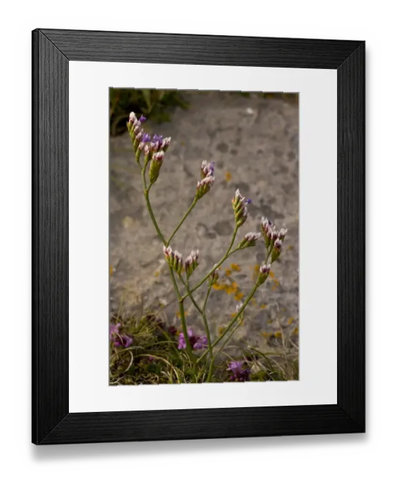Framed Print : Rock Sea-lavender (Limonium procerum ssp. devoniense) flowering, growing in coastal limestone rocks, Berry Head N. N. R Framed Print : Rock Sea-lavender (Limonium procerum ssp. devoniense) flowering, growing in coastal limestone rocks, Berry Head N. N. R