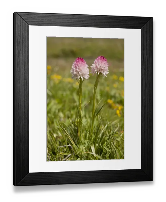 Framed Print : Vanilla Orchid (Nigritella corneliana) flowering, Col d Allos, Maritime Alps, France, June Framed Print : Vanilla Orchid (Nigritella corneliana) flowering, Col d Allos, Maritime Alps, France, June