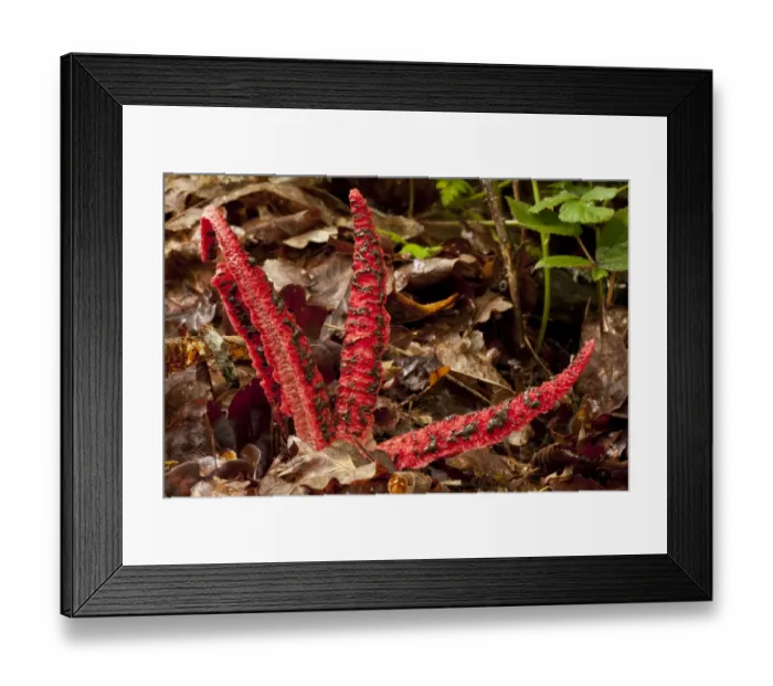 Framed Print : Octopus Stinkhorn (Clathrus archeri) introduced species, fruiting body, Spain, June Framed Print : Octopus Stinkhorn (Clathrus archeri) introduced species, fruiting body, Spain, June