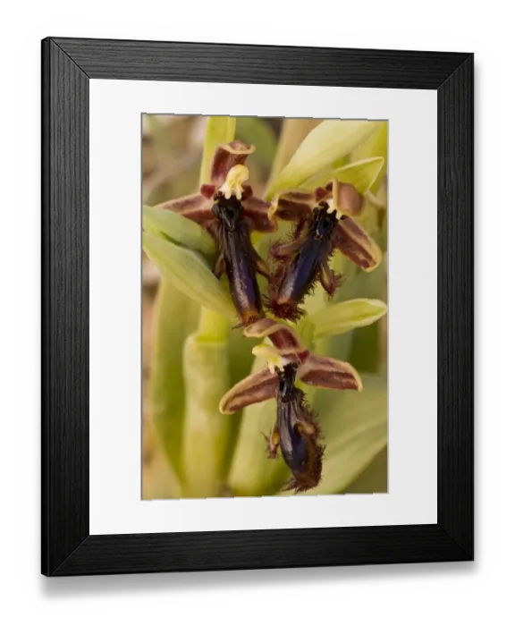 Framed Print : King Ferdinands Orchid Ophrys regis-ferdinandii close-up of flowers, Chios, Greece, April Framed Print : King Ferdinands Orchid Ophrys regis-ferdinandii close-up of flowers, Chios, Greece, April