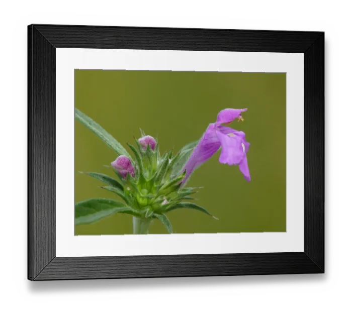 Framed Print : Red Hemp-nettle (Galeopsis angustifolia) close-up of flower, growing on roadside verge, Northern Italy, July Framed Print : Red Hemp-nettle (Galeopsis angustifolia) close-up of flower, growing on roadside verge, Northern Italy, July
