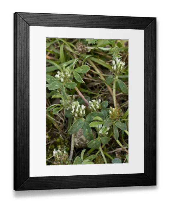 Framed Print : Rough Clover (Trifolium scabrum) flowering, growing in short coastal turf, Berry Head N. N. R