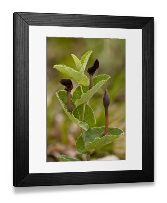 Framed Print : Birthwort (Aristolochia pistolochia) flowering, Cevennes, France, May