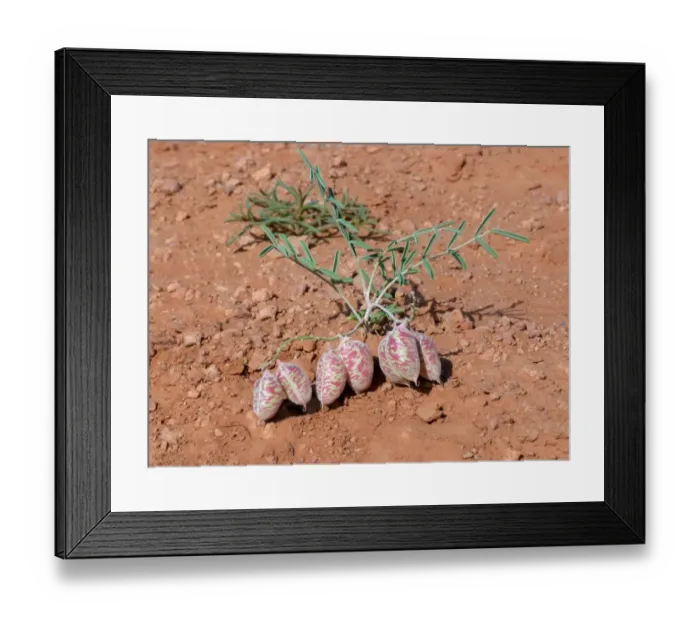 Framed Print : Painted Milkvetch (Astragalus ceramicus) inflated seedpods, Monument Valley N. P. Utah, U. S. A. May Framed Print : Painted Milkvetch (Astragalus ceramicus) inflated seedpods, Monument Valley N. P. Utah, U. S. A. May