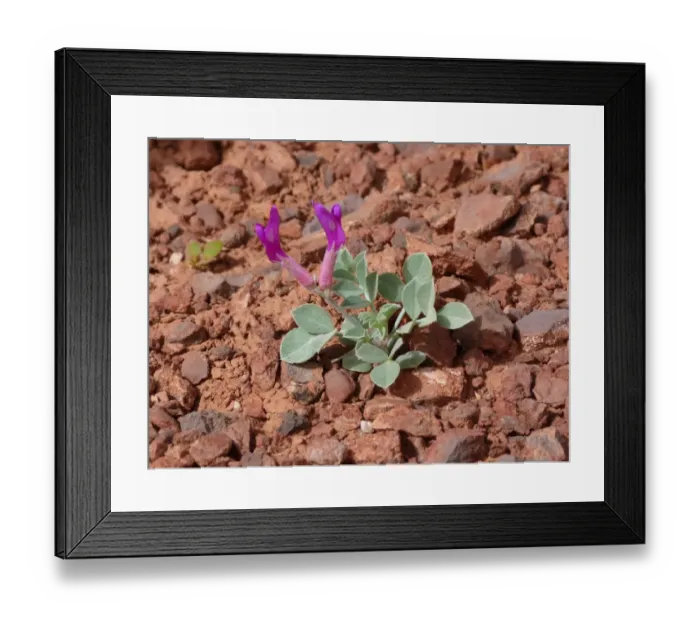 Framed Print : Crescent Milkvetch (Astragalus amphioxsys var. amphioxsys) flowering, young plant growing in desert Framed Print : Crescent Milkvetch (Astragalus amphioxsys var. amphioxsys) flowering, young plant growing in desert