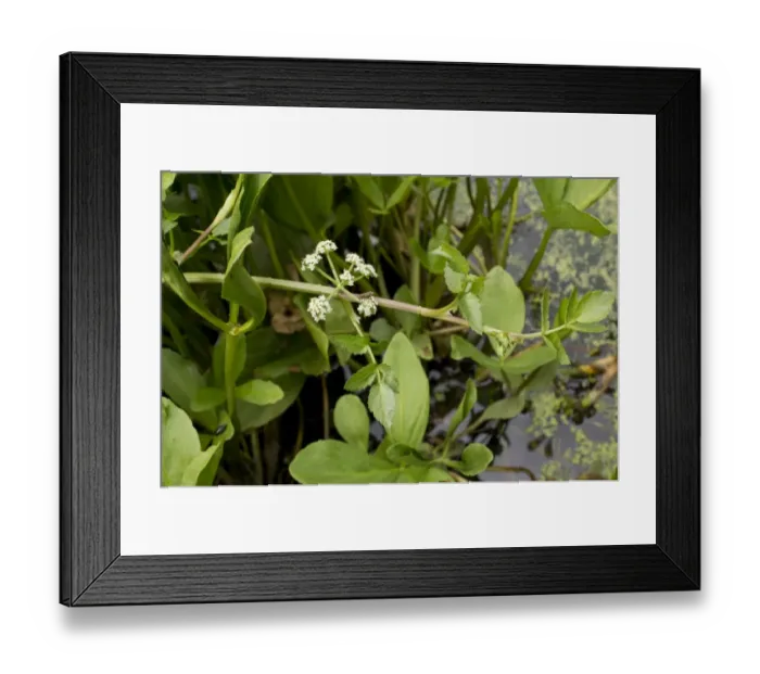 Framed Print : Fools Watercress (Apium nodiflorum) flowering, growing in lake margin, Dorset, England, July Framed Print : Fools Watercress (Apium nodiflorum) flowering, growing in lake margin, Dorset, England, July