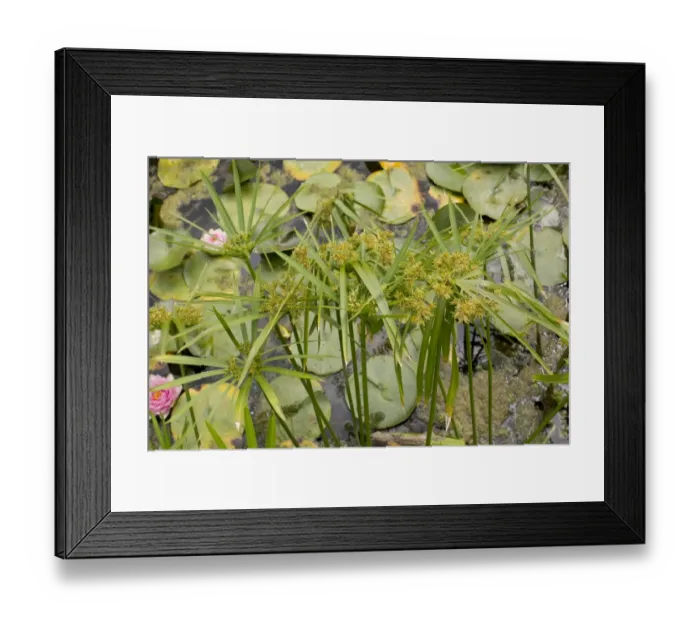 Framed Print : Common Galingale (Cyperus longus) flowering, growing in garden pond, Dorset, England, July