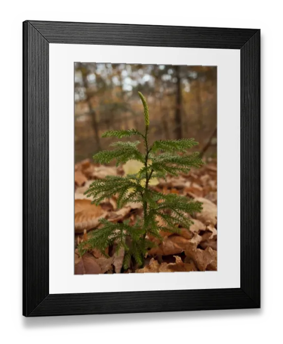 Framed Print : Blue Ground-cedar (Lycopodium tristachyum) growing in woodland, Adirondack Mountains, New York State, U. S. A. October Framed Print : Blue Ground-cedar (Lycopodium tristachyum) growing in woodland, Adirondack Mountains, New York State, U. S. A. October