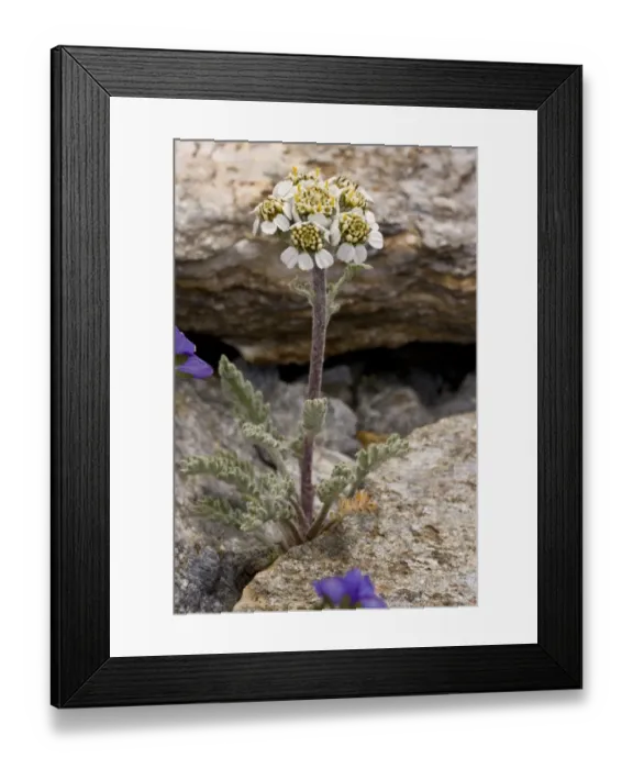 Framed Print : Dwarf Alpine Yarrow (Achillea nana) flowering, growing amongst rocks, French Alps, France, July Framed Print : Dwarf Alpine Yarrow (Achillea nana) flowering, growing amongst rocks, French Alps, France, July