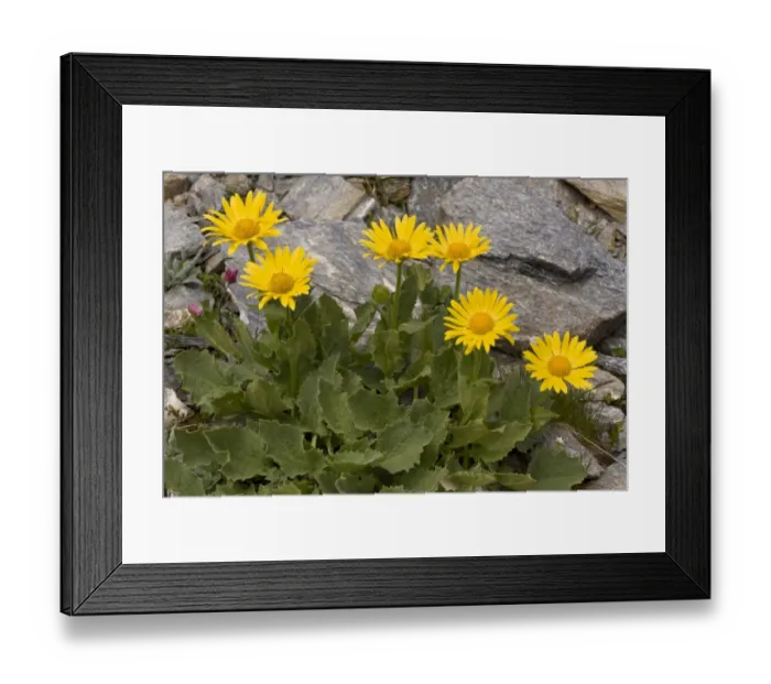 Framed Print : Large-flowered Leopards Bane (Doronicum grandiflorum) flowering, Vanoise N. P. French Alps, France, July Framed Print : Large-flowered Leopards Bane (Doronicum grandiflorum) flowering, Vanoise N. P. French Alps, France, July