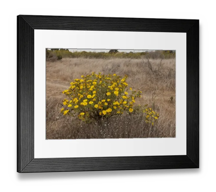 Framed Print : Oregon Gumplant (Grindelia stricta var. angustifolia) flowering, growing in coastal grassland, San Francisco Bay Framed Print : Oregon Gumplant (Grindelia stricta var. angustifolia) flowering, growing in coastal grassland, San Francisco Bay