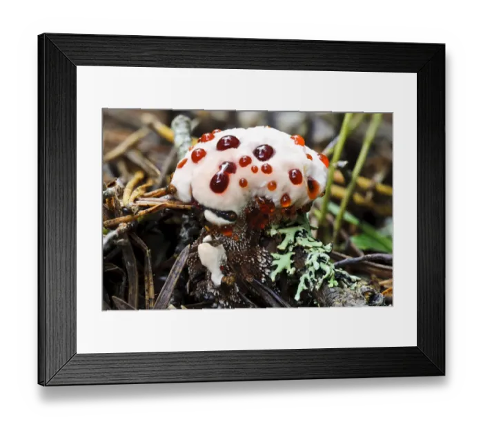 Framed Print : Devils Tooth Fungus (Hydnellum peckii) young fruiting body, bleeding bright red juice