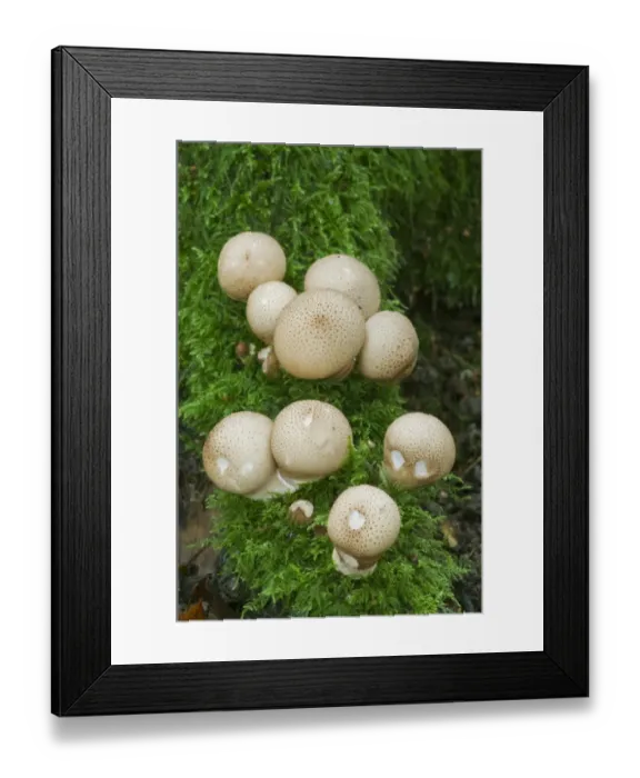 Framed Print : Common Puffball (Lycoperdon perlatum) fruiting bodies, growing amongst moss in woodland, Kings Wood, Challock Framed Print : Common Puffball (Lycoperdon perlatum) fruiting bodies, growing amongst moss in woodland, Kings Wood, Challock