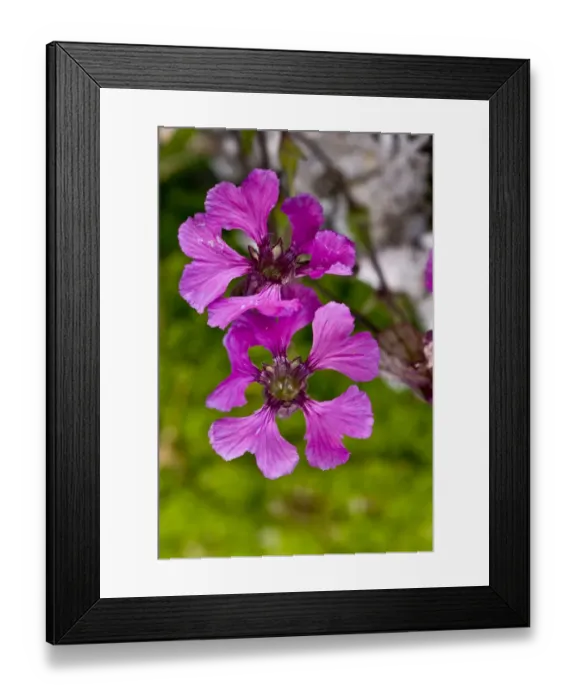 Framed Print : Elisabeth Campion (Silene elisabethae) close-up of flowers, growing on limestone scree, Italian Alps, Italy, July Framed Print : Elisabeth Campion (Silene elisabethae) close-up of flowers, growing on limestone scree, Italian Alps, Italy, July