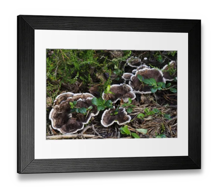 Framed Print : Zoned Tooth Fungus (Hydnellum concrescens) fruiting bodies, growing through fallen pine needles