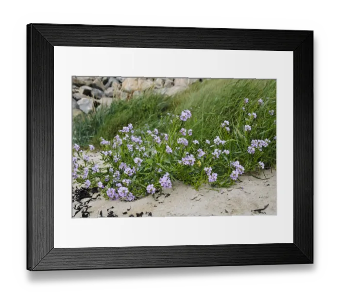 Framed Print : Northern Rock-cress (Arabis petraea) flowering, growing on sandy shore of sea loch, Kyle of Tongue, Sutherland Framed Print : Northern Rock-cress (Arabis petraea) flowering, growing on sandy shore of sea loch, Kyle of Tongue, Sutherland