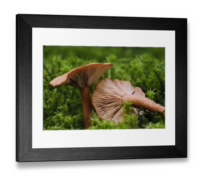 Framed Print : Birch Milkcap (Lactarius tabidus) fruiting bodies, growing in moss on banks of freshwater loch, Loch Ruthven Framed Print : Birch Milkcap (Lactarius tabidus) fruiting bodies, growing in moss on banks of freshwater loch, Loch Ruthven