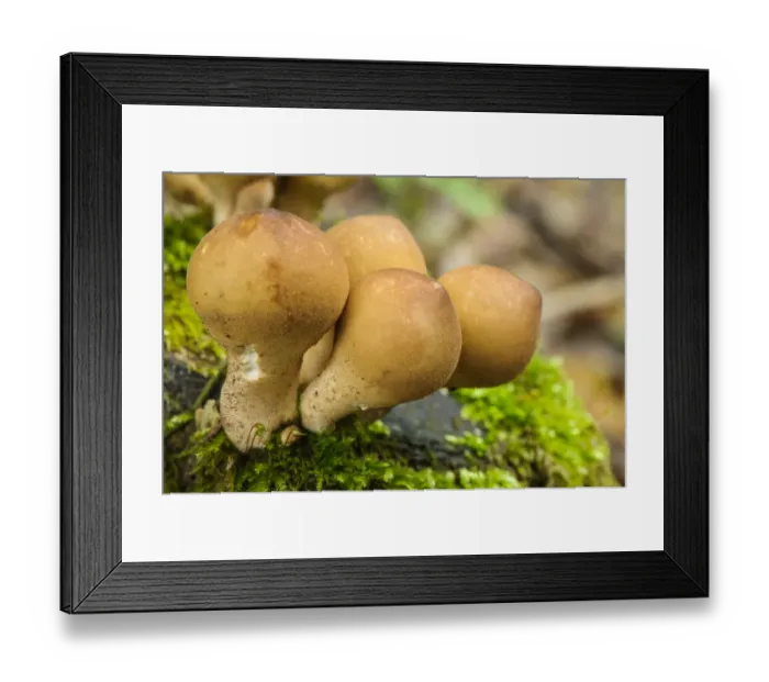 Framed Print : Stump Puffball (Lycoperdon pyriforme) fruiting bodies, Italy, November
