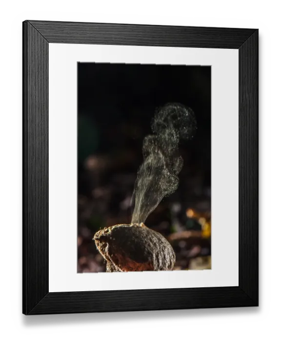 Framed Print : Common Puffball (Lycoperdon perlatum) fruiting body, emitting spores after being hit by raindrops, Italy, November Framed Print : Common Puffball (Lycoperdon perlatum) fruiting body, emitting spores after being hit by raindrops, Italy, November