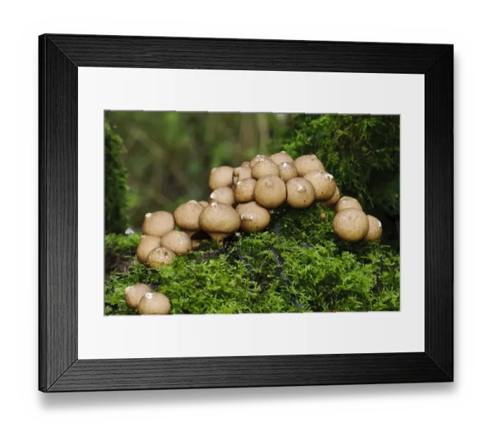 Framed Print : Stump Puffball (Lycoperdon pyriforme) fruiting bodies, group growing on moss covered tree stump
