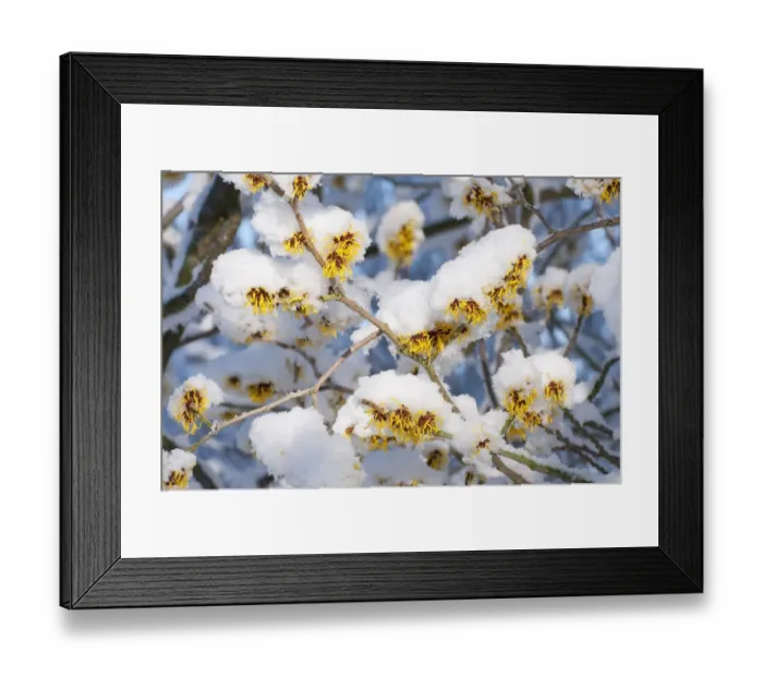 Framed Print : Witch-hazel (Hamamelis sp. ) close-up of flowers, covered in snow, Norwich, Norfolk, England, January Framed Print : Witch-hazel (Hamamelis sp. ) close-up of flowers, covered in snow, Norwich, Norfolk, England, January