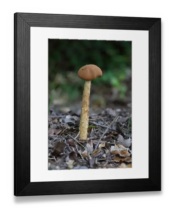 Framed Print : Sandy Stiltball (Battarrea phalloides) fruiting body, Norwich, Norfolk, England, September Framed Print : Sandy Stiltball (Battarrea phalloides) fruiting body, Norwich, Norfolk, England, September