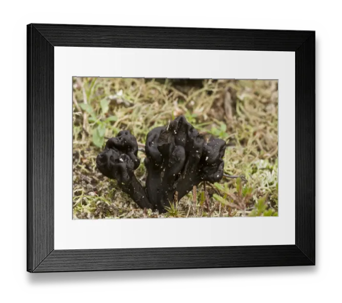 Framed Print : Sand Earth-tongue (Geoglossum arenarium) fruiting bodies, growing on coastal sand dunes, Studland, Isle of Purbeck Framed Print : Sand Earth-tongue (Geoglossum arenarium) fruiting bodies, growing on coastal sand dunes, Studland, Isle of Purbeck