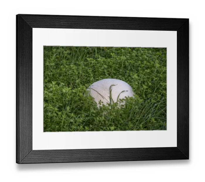Framed Print : Giant Puffball (Calvatia gigantea) fruiting body, growing in field, Cheshire, England, September Framed Print : Giant Puffball (Calvatia gigantea) fruiting body, growing in field, Cheshire, England, September