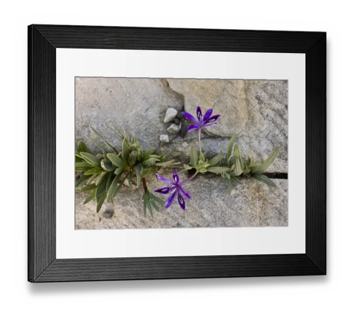Framed Print : Baboon-root (Babiana framesii) flowering, growing amongst rocks, Nieuwoudtville Reserve, Northern Cape Province Framed Print : Baboon-root (Babiana framesii) flowering, growing amongst rocks, Nieuwoudtville Reserve, Northern Cape Province