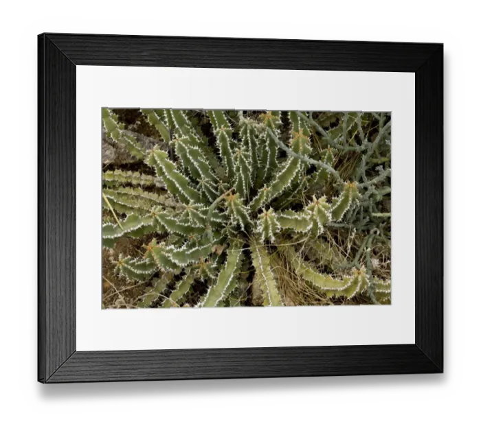 Framed Print : Euphorbia (Euphorbia venenata) spiny stems, South Africa, August Framed Print : Euphorbia (Euphorbia venenata) spiny stems, South Africa, August
