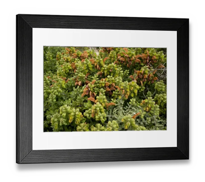 Framed Print : Beach Salvia (Salvia africana-lutea) flowering, Cape Point, Cape Peninsula, Western Cape Province, South Africa, August Framed Print : Beach Salvia (Salvia africana-lutea) flowering, Cape Point, Cape Peninsula, Western Cape Province, South Africa, August