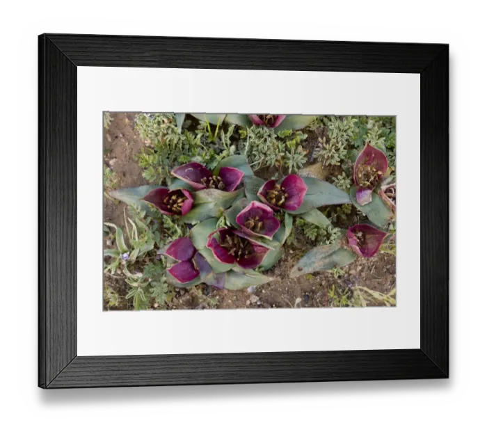 Framed Print : Men-in-a-boat (Androcymbium pulchrum) flowering, Nieuwoudtville Reserve, Northern Cape Province, South Africa, August Framed Print : Men-in-a-boat (Androcymbium pulchrum) flowering, Nieuwoudtville Reserve, Northern Cape Province, South Africa, August