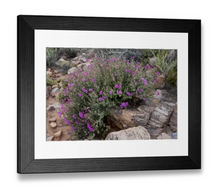 Framed Print : Magenta-flowered Pelargonium (Pelargonium magenteum) flowering, Cederberg Mountains, Western Cape Province Framed Print : Magenta-flowered Pelargonium (Pelargonium magenteum) flowering, Cederberg Mountains, Western Cape Province
