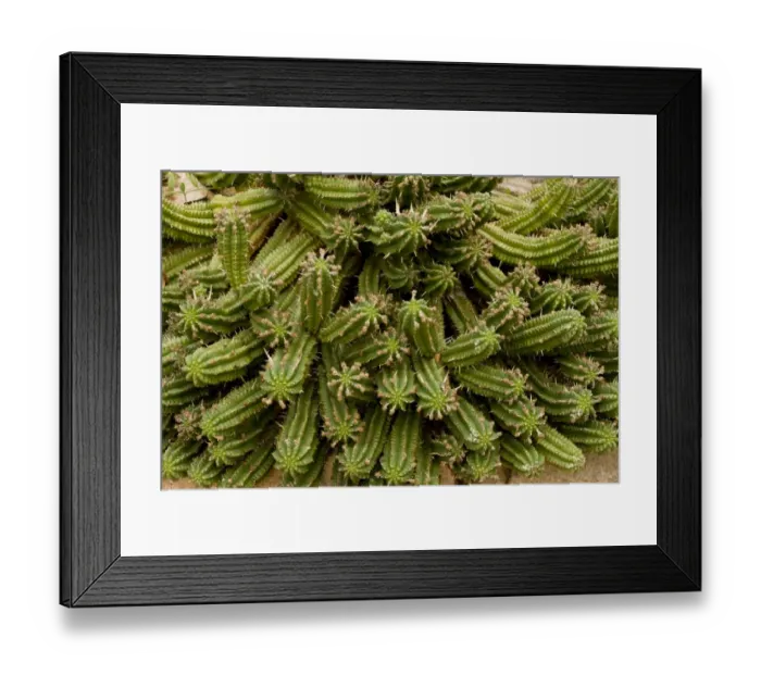 Framed Print : Corn Cob Euphorbia (Euphorbia mamillaris) spiny stems, South Africa, August Framed Print : Corn Cob Euphorbia (Euphorbia mamillaris) spiny stems, South Africa, August